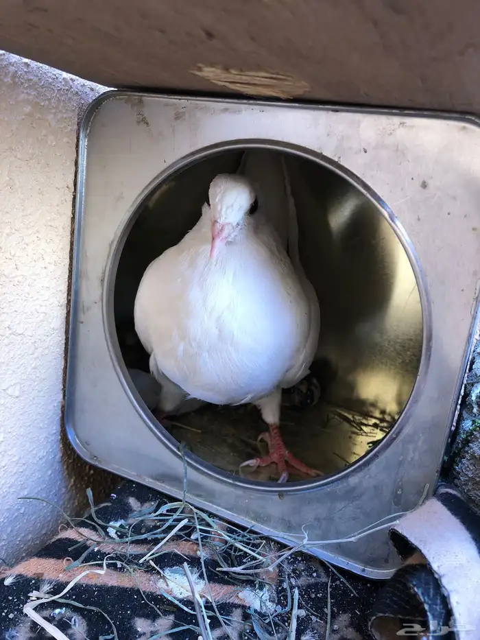 البيع حمام فرنسي لحم 2