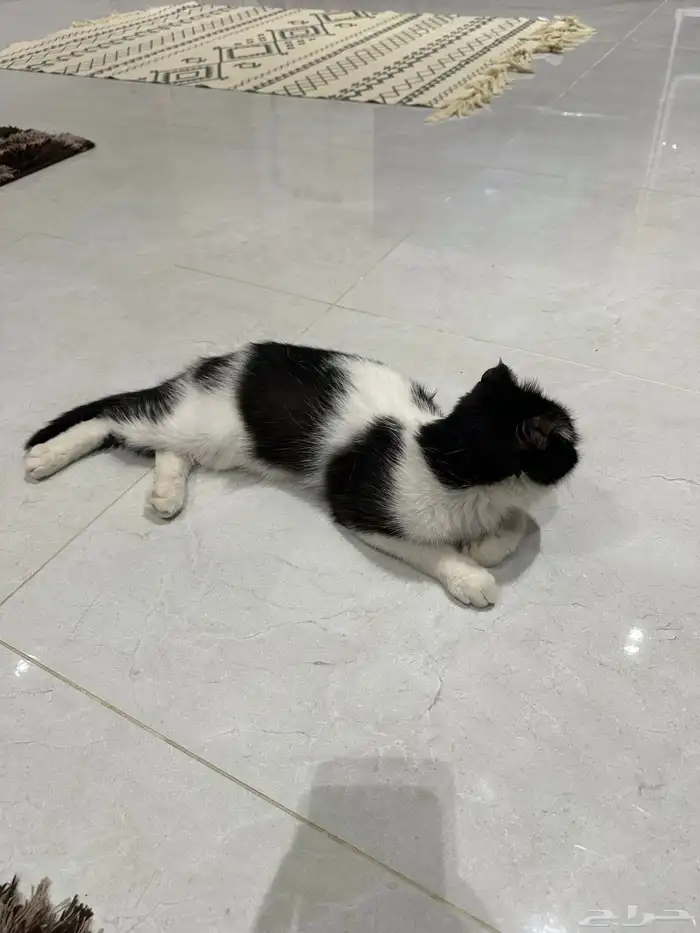 قطة سكوتش فولد للتبني طالبه تزاوج 0