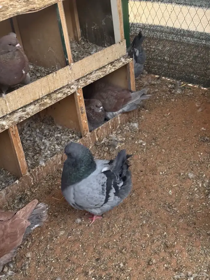 حمام كنق عدد 10 اجواز 0