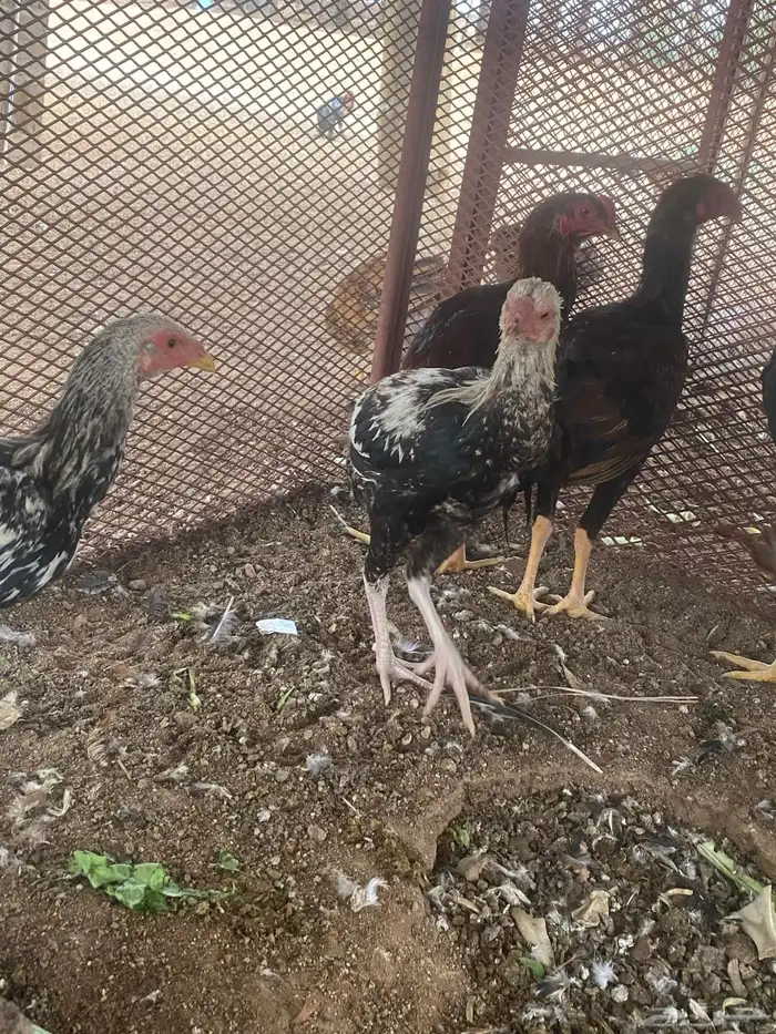 ديوك باكستاني 0