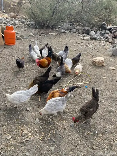 دجاج للبيع index