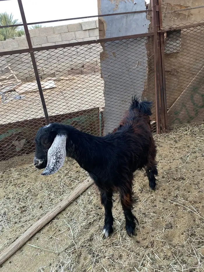 تيس لحقي البيع 3