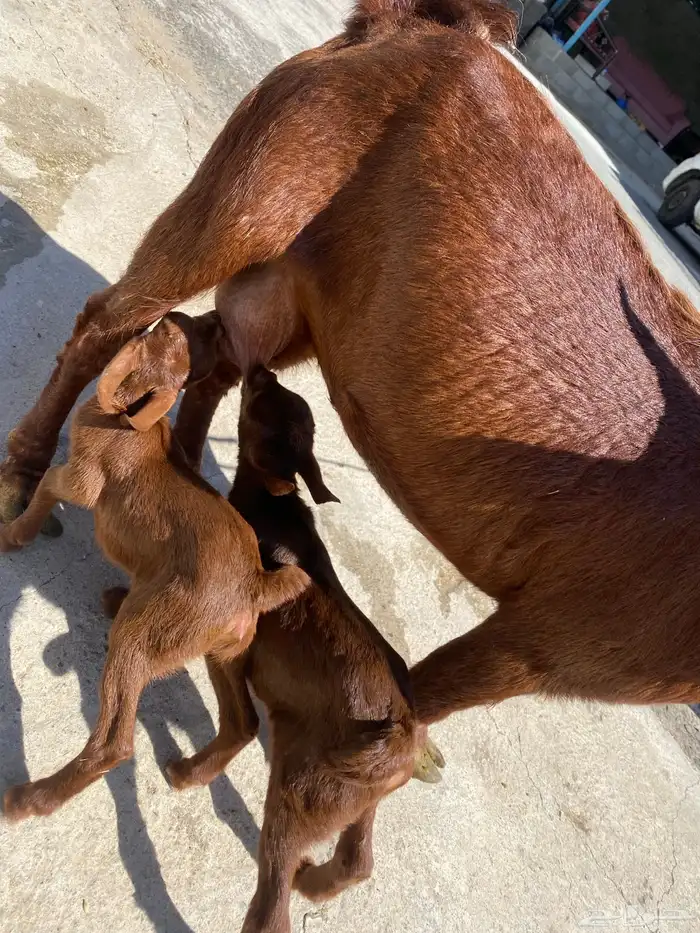 للبيع مع صغارها اعمارهم اسبوع 4