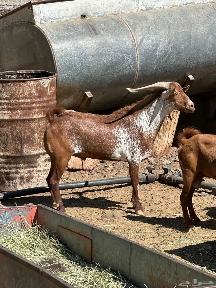 تيس ادهم فحل ومنتج طول وجبر السن ثني مشروط من كل العيوب 3