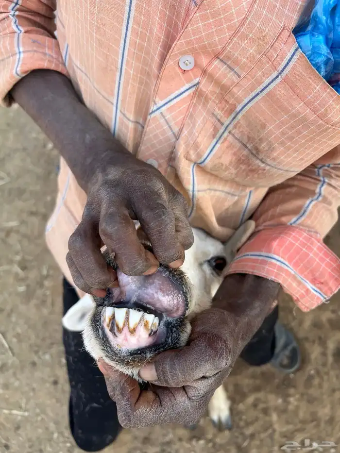 حريات وليد ودفيع 10