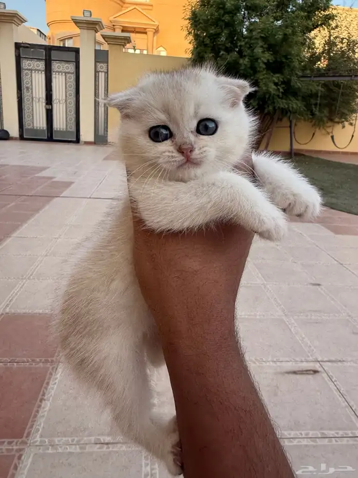 سكوتش تربل فولد 2