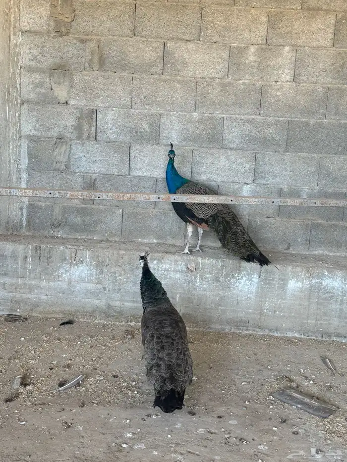 زو ج طائوس للبيع 5