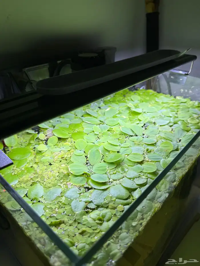 حوض سمك شرمب 1