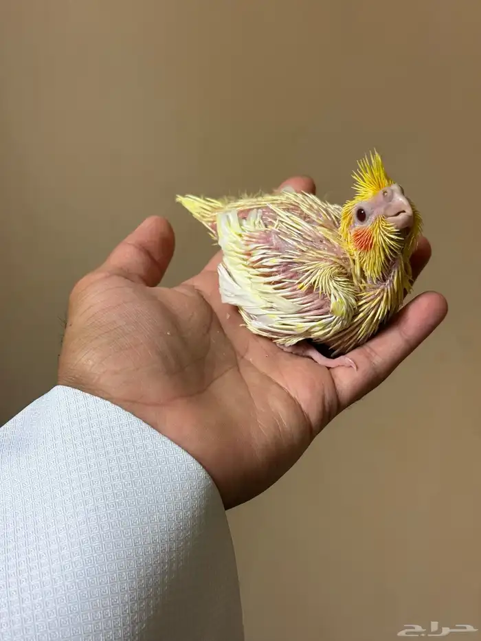 فرخ كروان لاتينو مجنون غر ( تم البيع ) 0