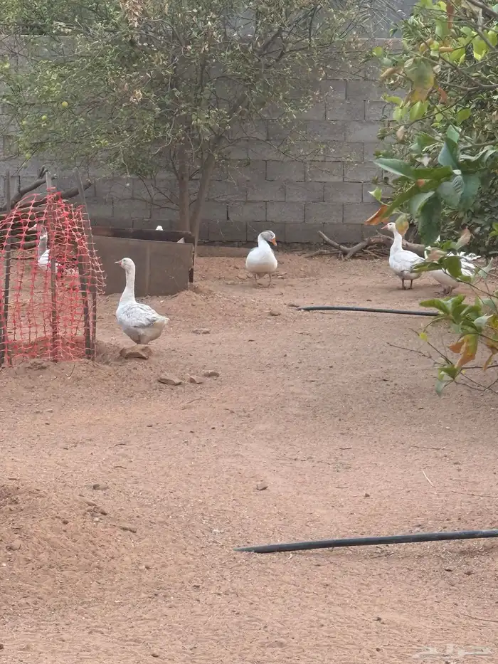 وز عراقي وبلدي 0