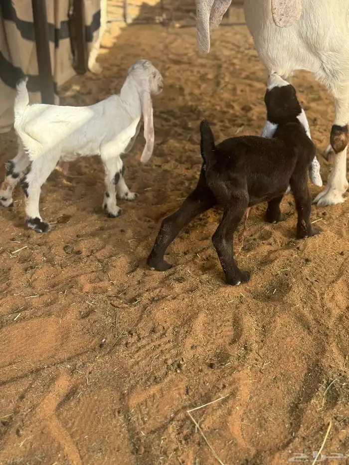 عنز مشروكه حاصب 7