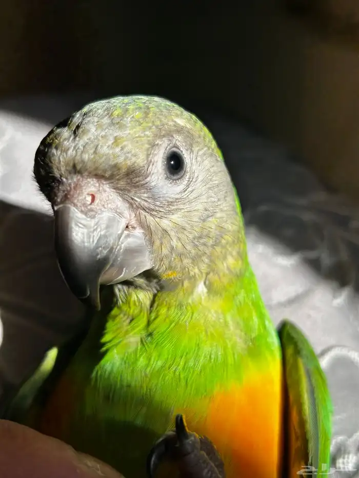 ببغاء سنغالي 0