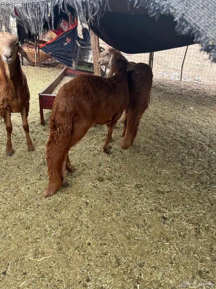 للبيع سواكن حمري 0