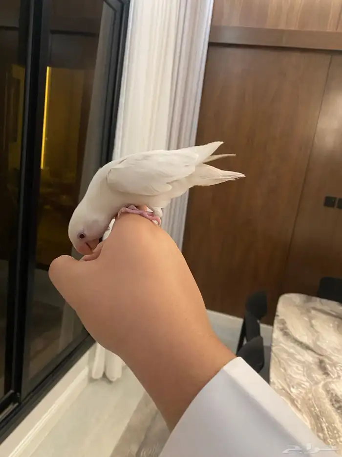 للبيع طيور روز 1