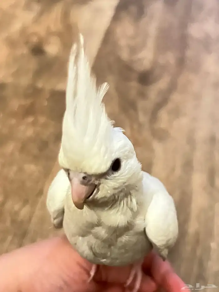 عصفور الكروان اثنين واحد ابيض والثاني رمادي ومع اكل 2