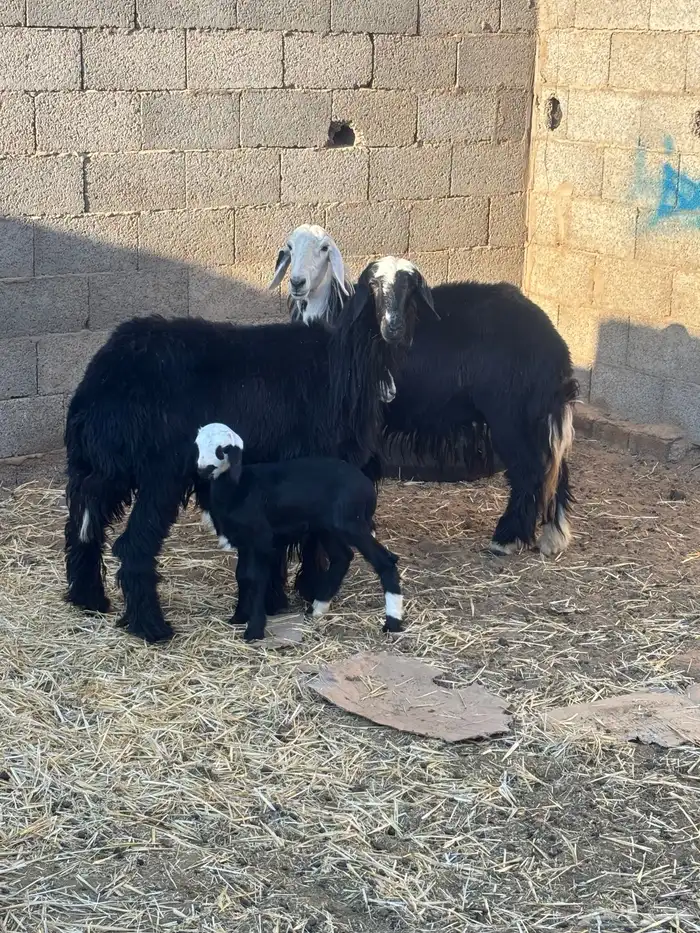 للبيع رخال نجادا مواليد 1