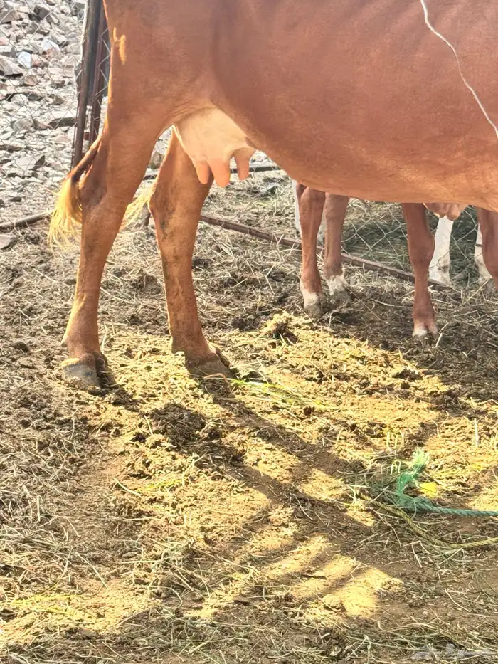 بقره للبيع معها ذكر 1