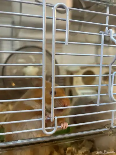 Syrian hamster index