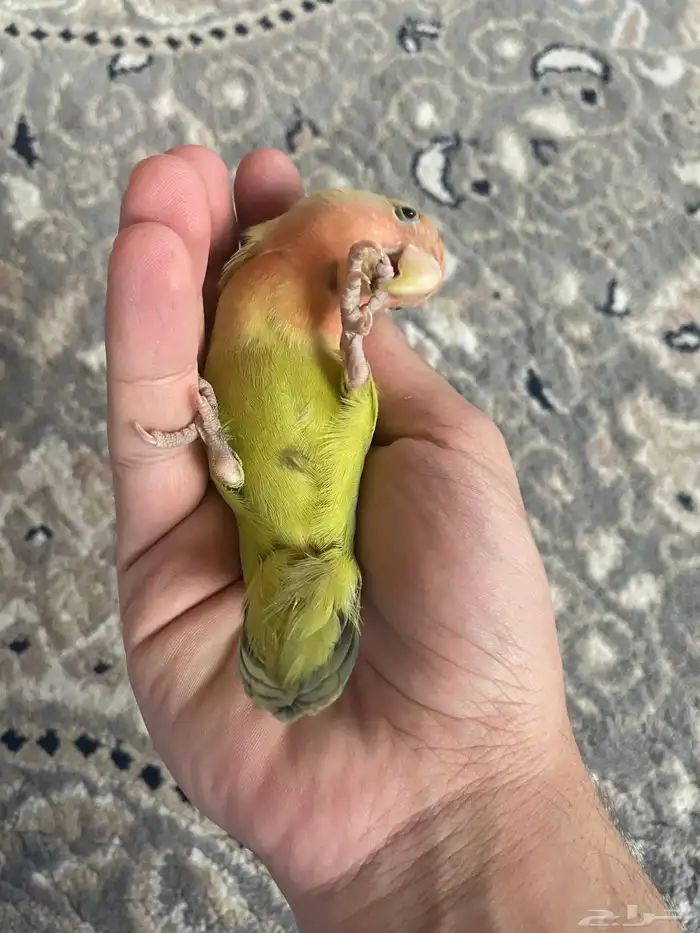 للبيع روز اليف 1