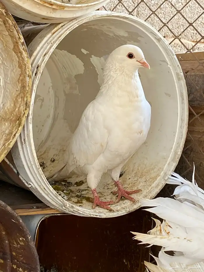 حمام للبيع 2