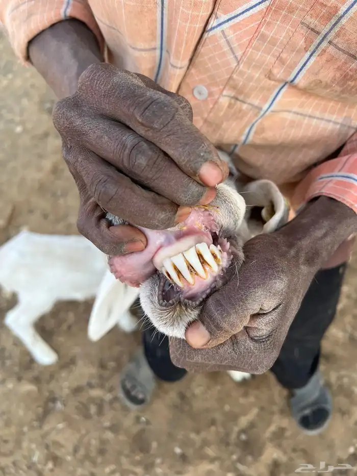 حريات وليد ودفيع 12