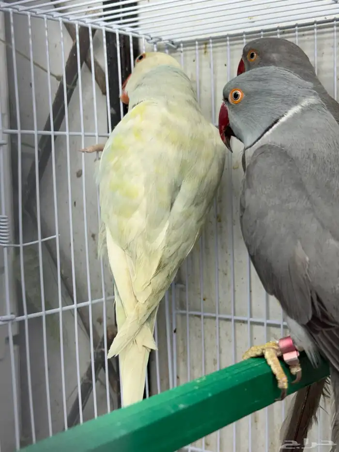 دره هولندي 5