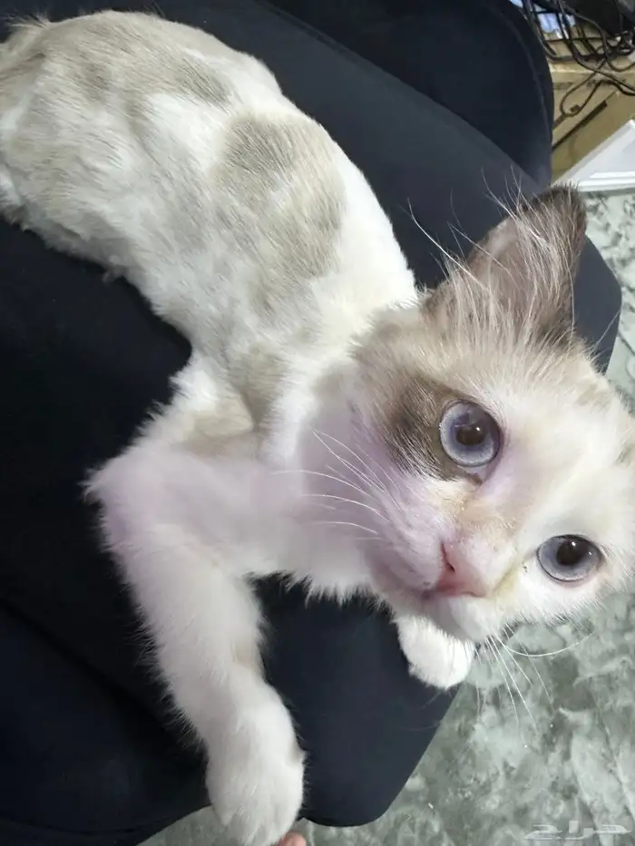 قطة للتبني 1