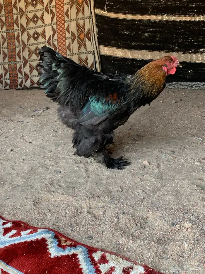 ديك براهما الماني فاخرر 3