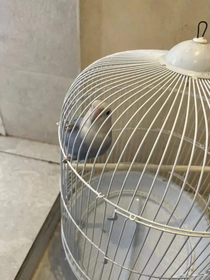 تربيا ونضيف ومع الصفص 0