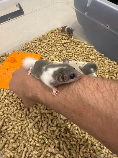 متوفر صاغر السنجاب القزم index