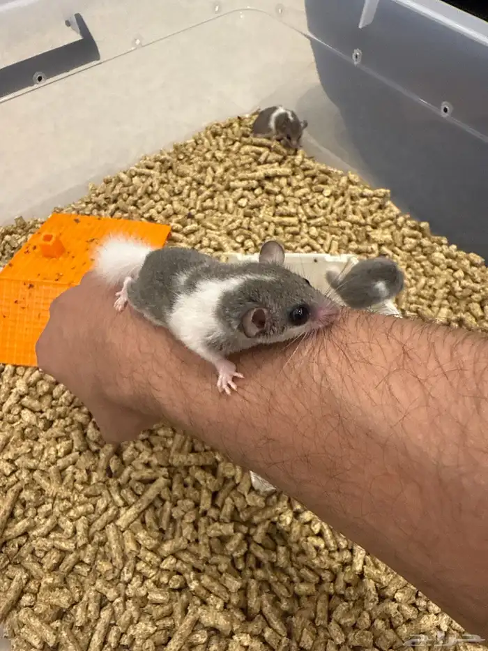 متوفر صاغر السنجاب القزم 1