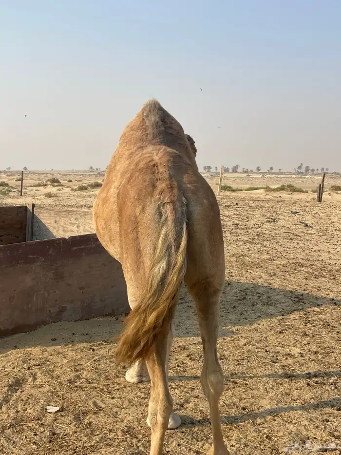 ناقه حايل للبيع 0