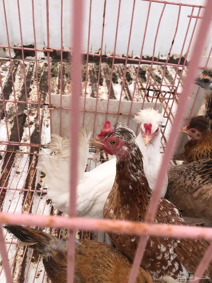 للبيع دجاج ترثه 1