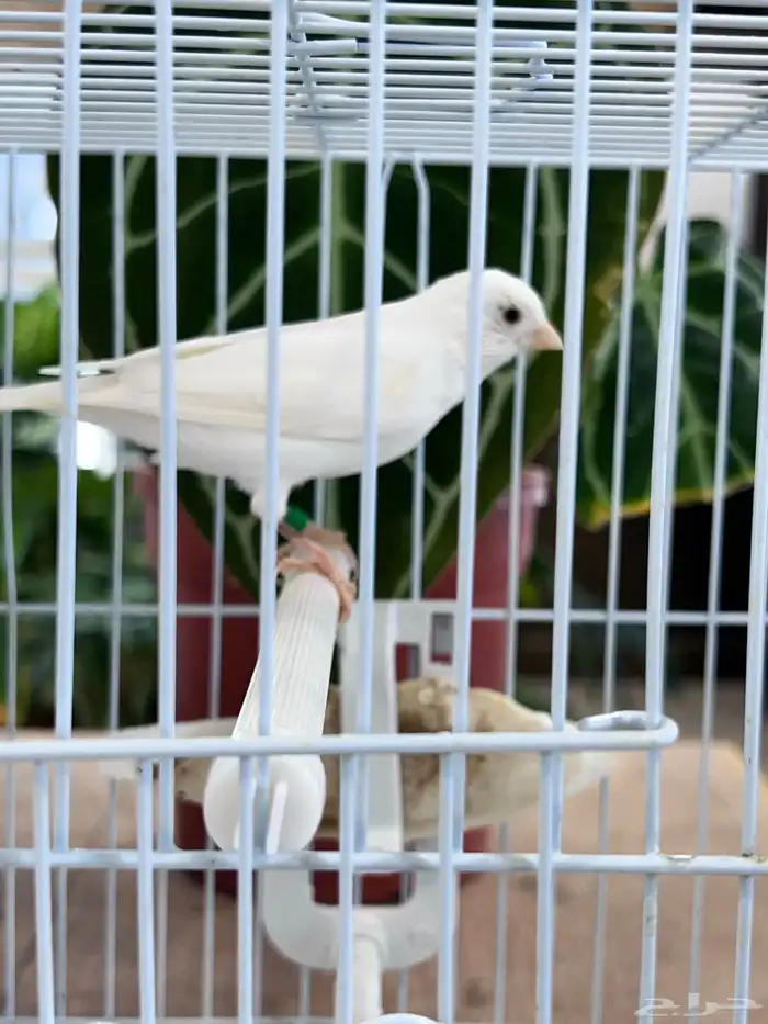 انثى كناري 12