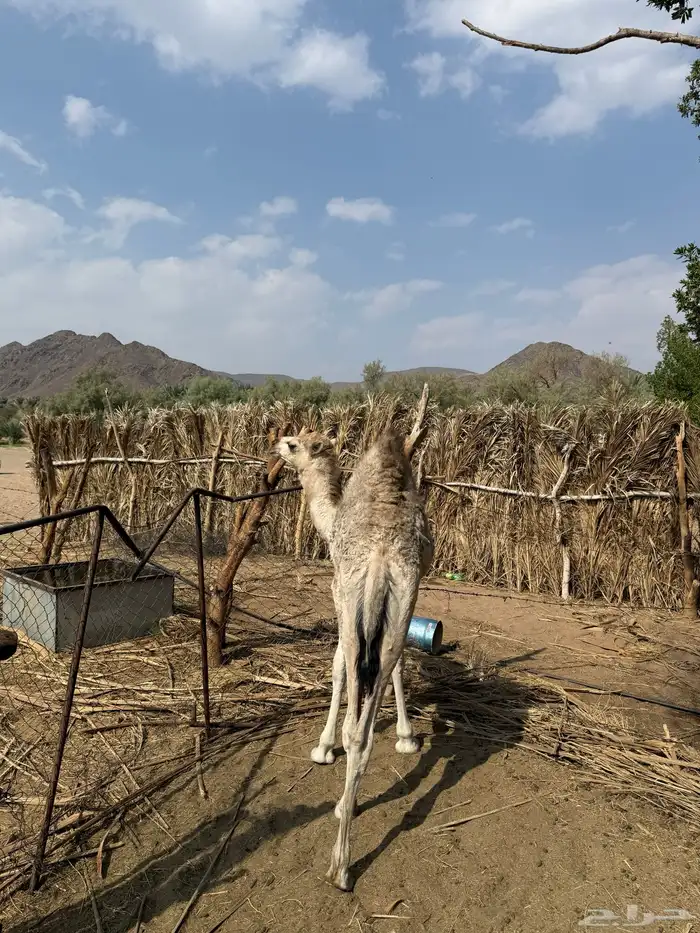 حاشي لباني مقفل شحم 1