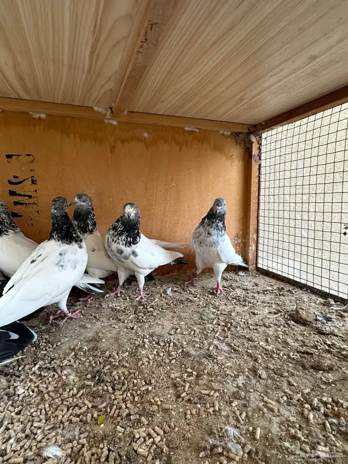 حمام باكستاني 12