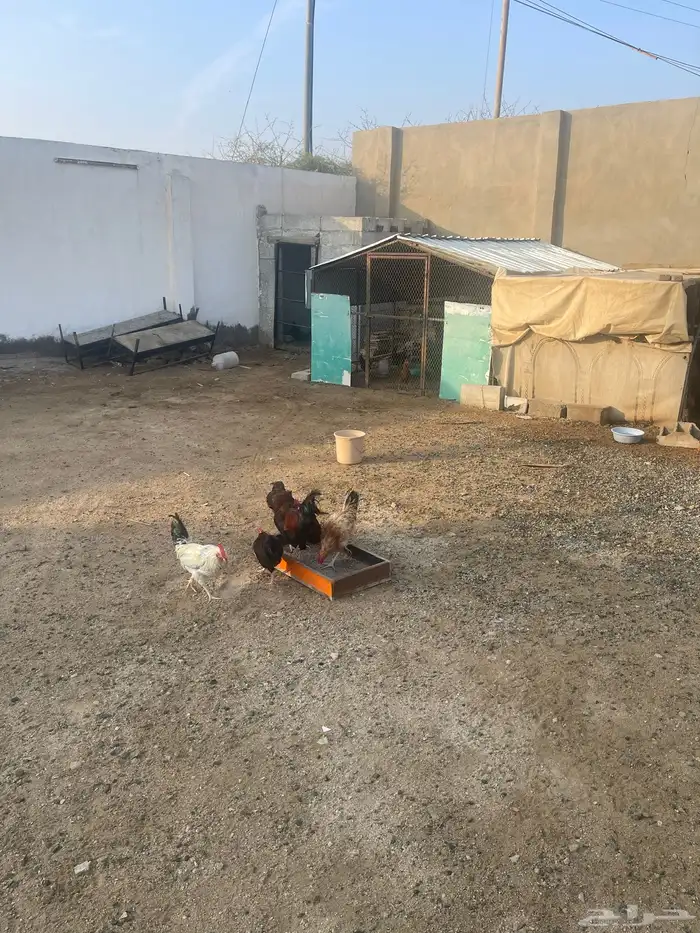 عرض ديوك فرنسيه 0