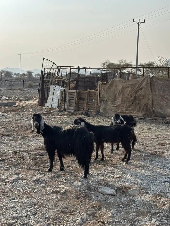 معزا عوارض 5