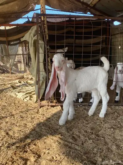 للبيع تيس خصم عمره سبوعين index