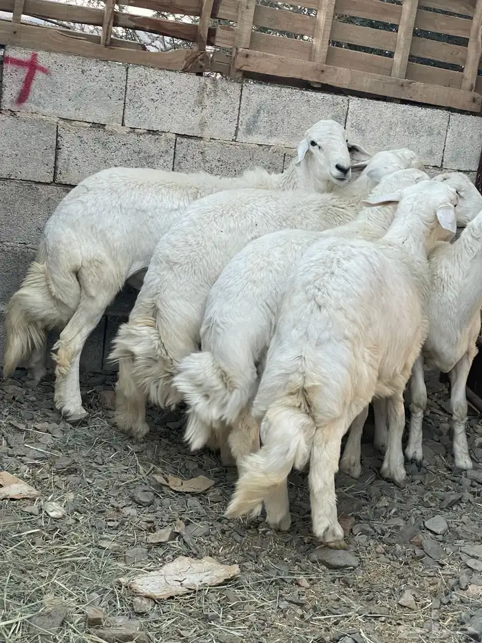 خرفان مناسبات ومبادي فوق الكفوو 1