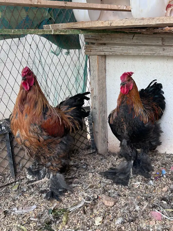 ديك براهماء 1