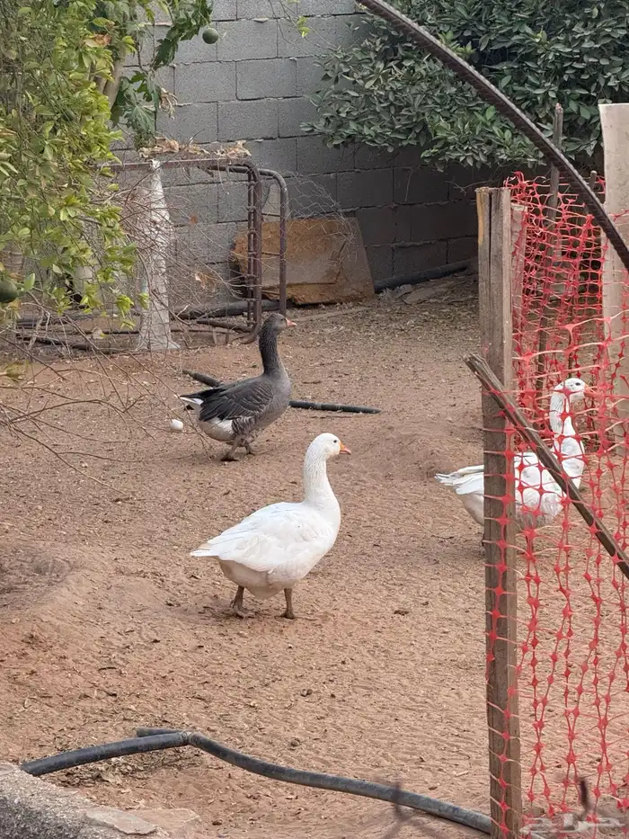 وز عراقي وبلدي 3