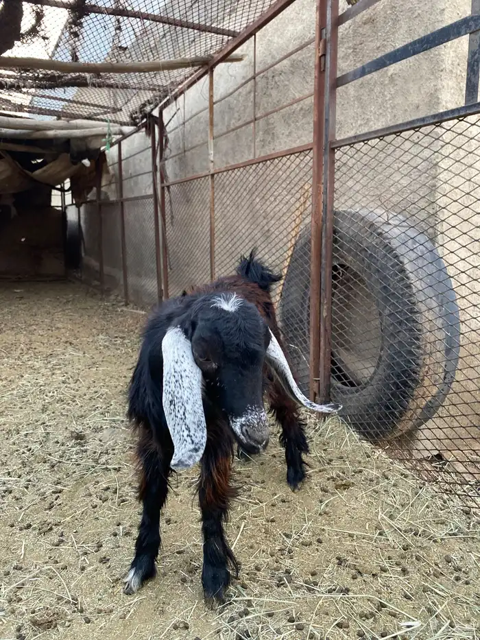 تيس لحقي البيع 0