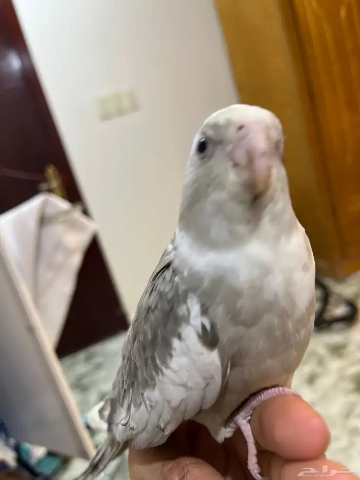 كروان هولندي ذكر 0