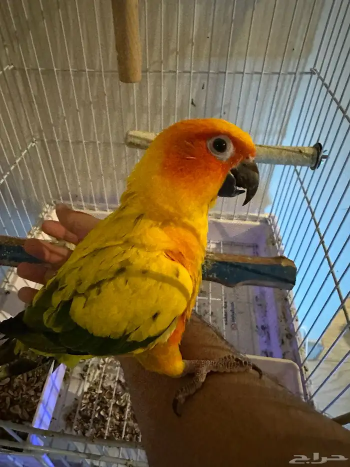 ببغاء صنكنيور 3