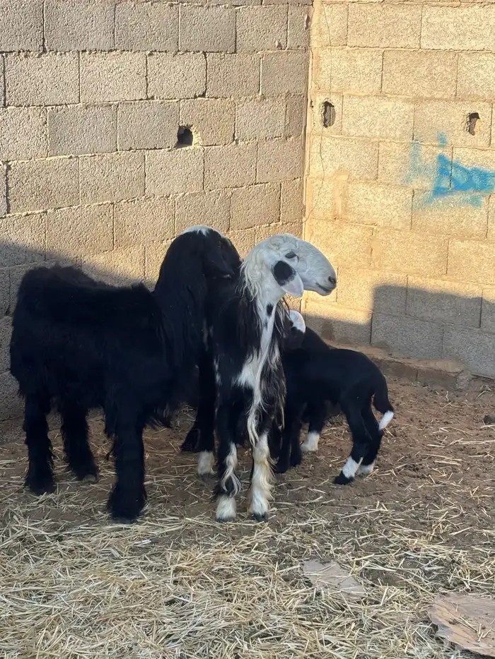 للبيع رخال نجادا مواليد 3