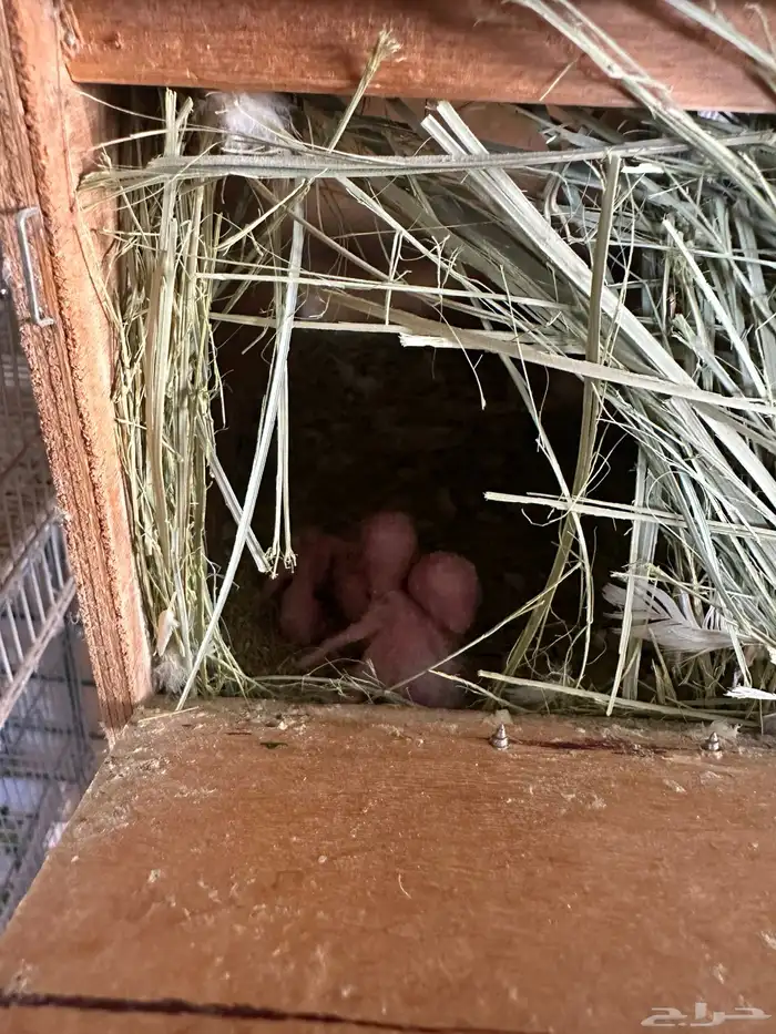 ازواج روز البينو بالفروخ 1