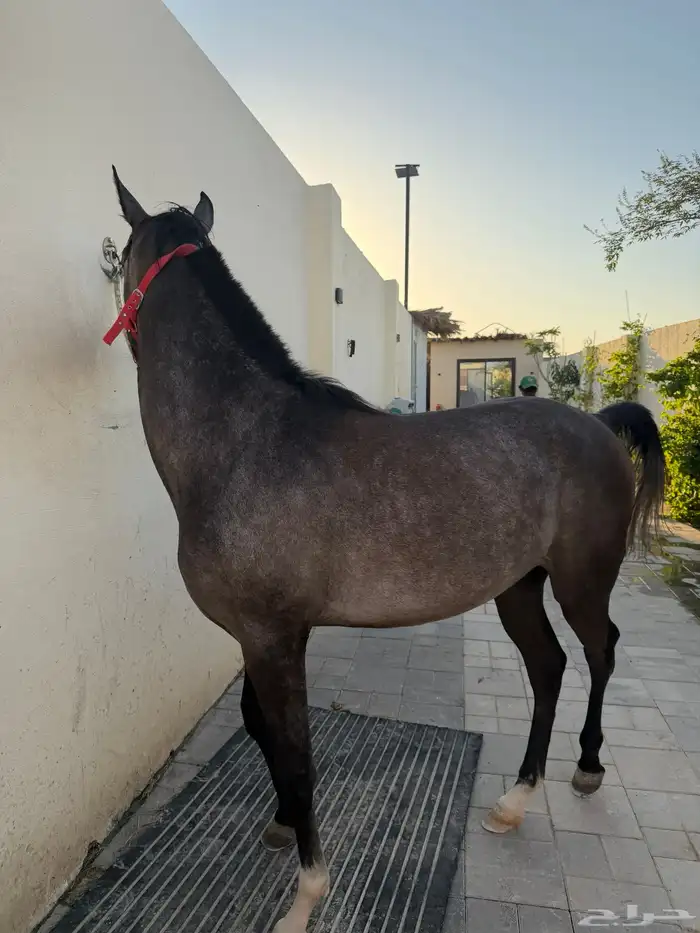 حصان واهو مهر 1