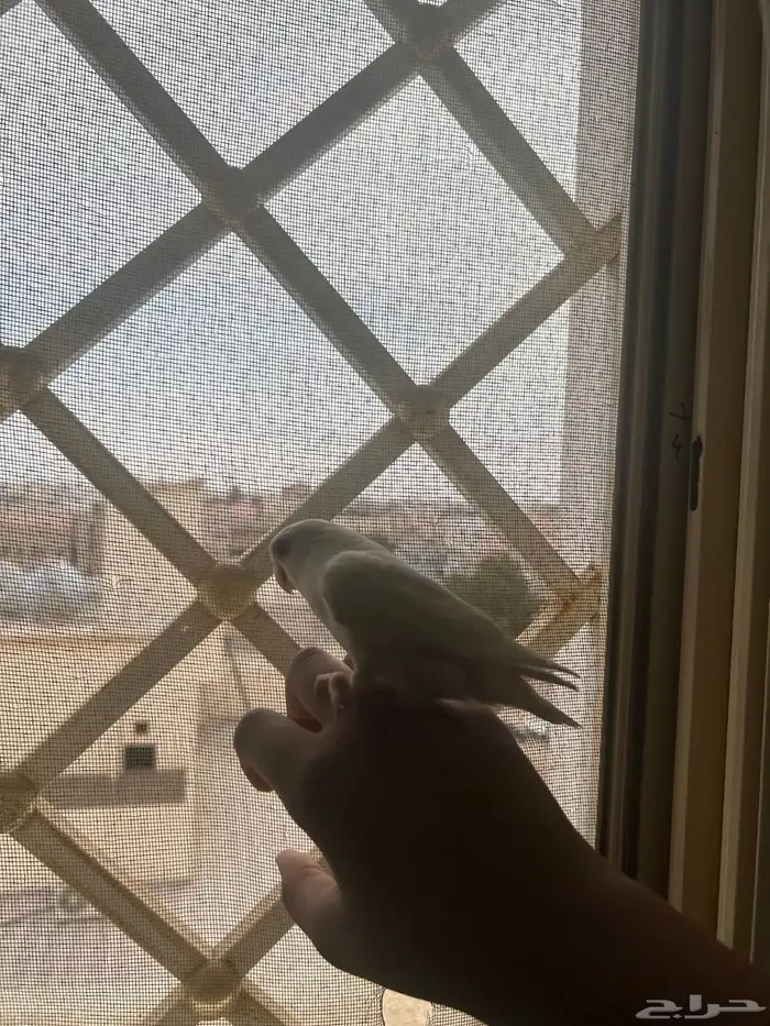 روز بينو للبيع 3