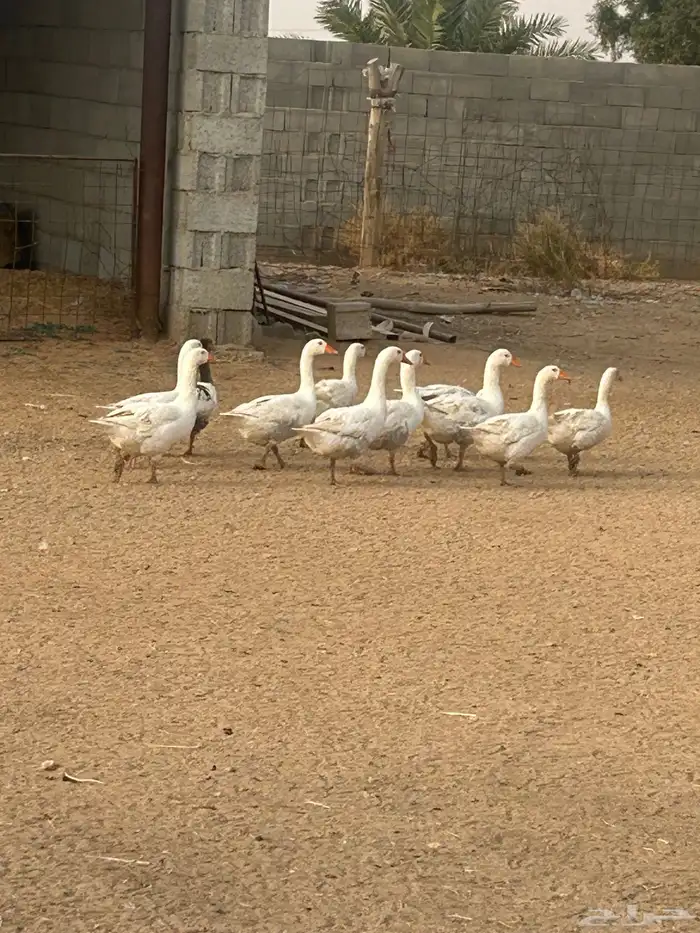 وز بلدي بياض للبيع 1